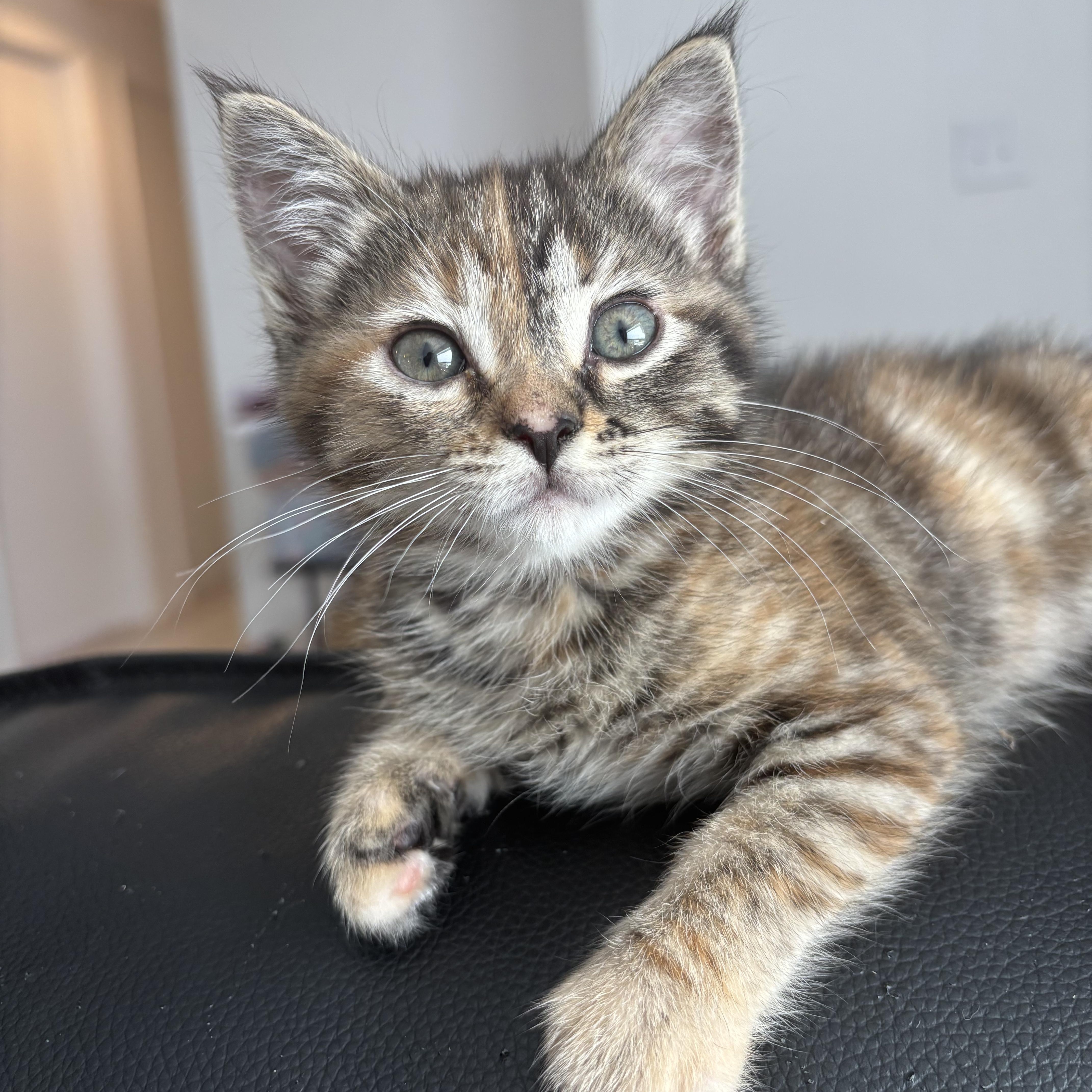 A baby small-sized female Torbie Domestic Short Hair cat named Aria for adoption in Renton , WA