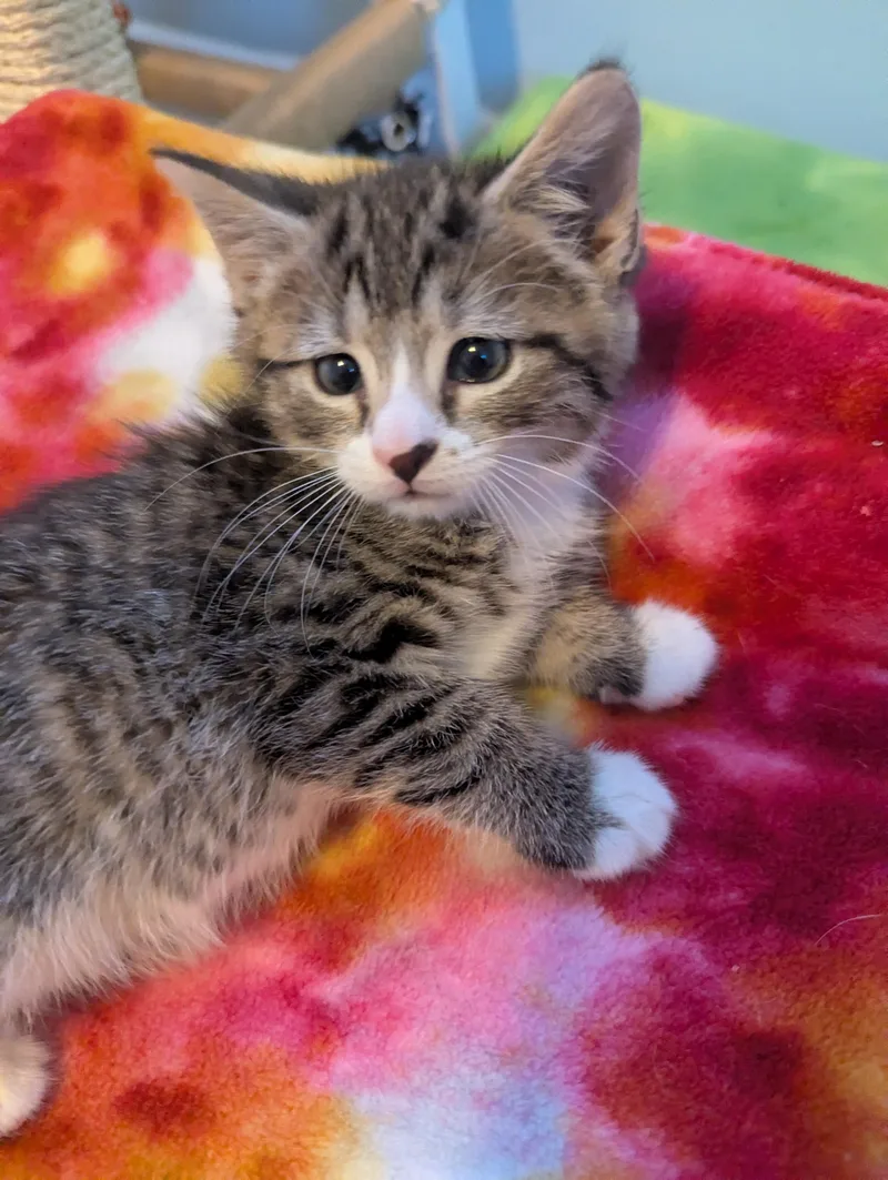 A baby medium-sized male Tabby (Buff / Tan / Fawn) Domestic Short Hair cat named Hookfang for adoption in Haddon Heights, NJ