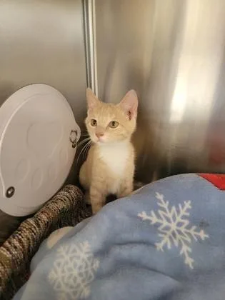 A baby small-sized male Domestic Short Hair cat named Martin for adoption in Fergus Falls, MN