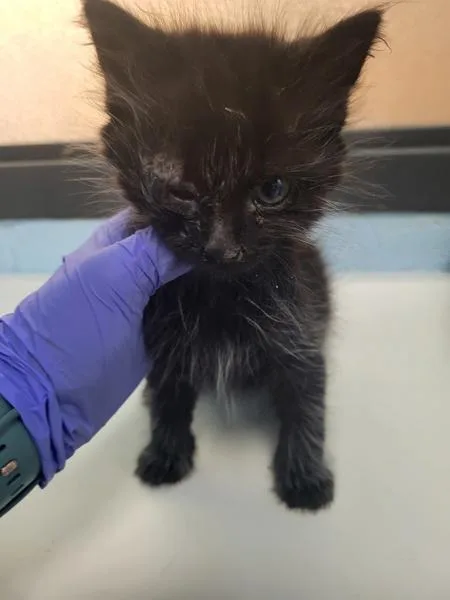A baby small-sized male Domestic Short Hair cat named Sf for adoption in Lawrenceville, GA