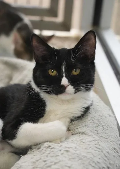 A young medium-sized female Domestic Short Hair cat named Caper for adoption in Aiken, SC