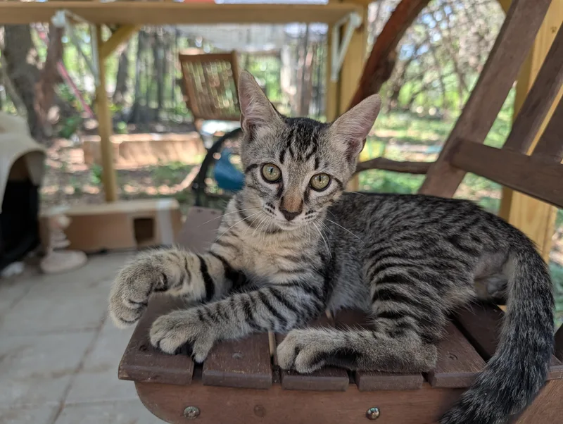 A baby medium-sized male Tabby (Buff / Tan / Fawn) Domestic Short Hair cat named Fastball for adoption in Fischer, TX