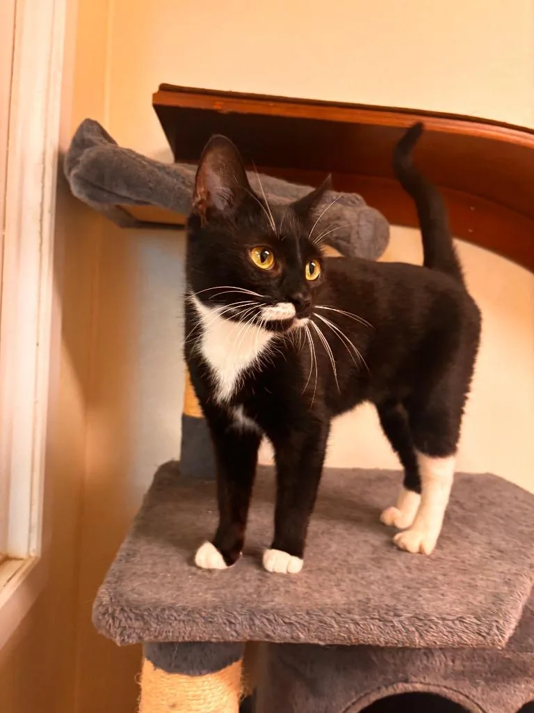 A young medium-sized female Domestic Short Hair cat named Primrose for adoption in Sandusky, OH