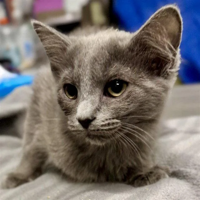 A baby small-sized female Gray / Blue / Silver Domestic Long Hair cat named Seneca Falls for adoption in Tavares, FL