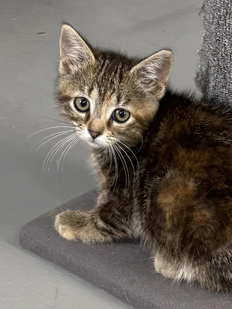 A baby medium-sized female American Shorthair cat named Jupiter for adoption in Big Rapids, MI