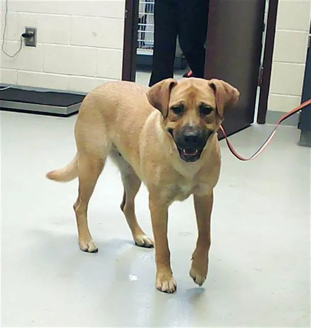 A young medium-sized female German Shepherd Dog dog named Little Girl for adoption in Fayetteville, NC