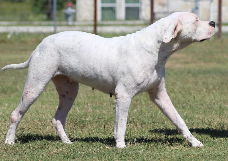 Bunnie Xo thumbnail 4