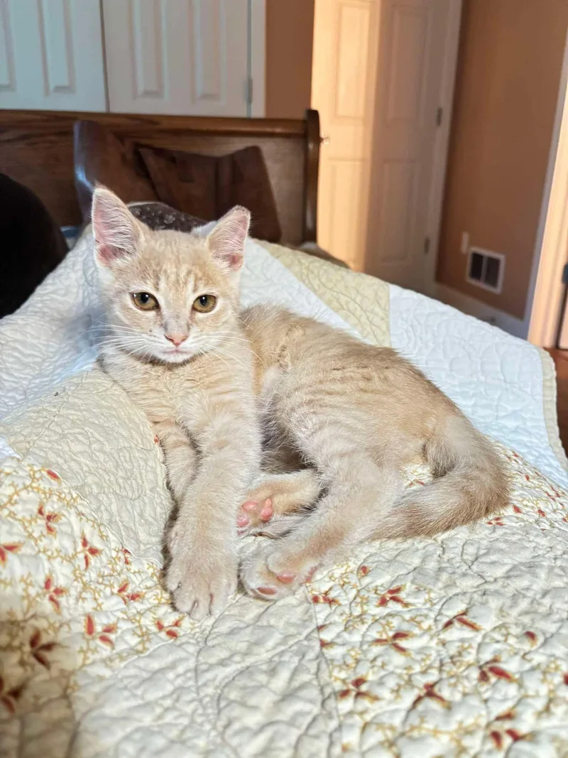 A baby medium-sized female Buff / Tan / Fawn Domestic Short Hair cat named Petunia for adoption in East Lansing, MI