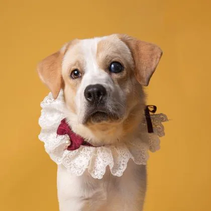 An adult medium-sized female Mixed Breed dog named Kora for adoption in Atlanta, GA