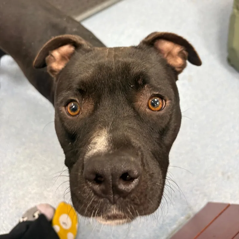 A young large-sized female Black Mixed Breed dog named Payton for adoption in Gainesville, FL