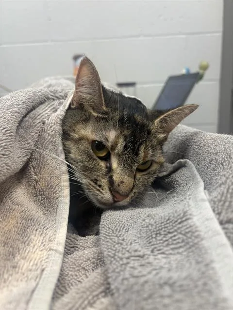 A young small-sized female Domestic Short Hair cat named Phillipa for adoption in Indianapolis, IN