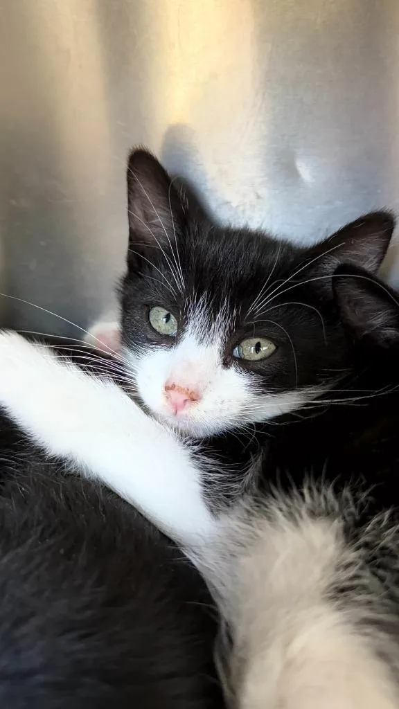 A baby medium-sized male Domestic Short Hair cat named Cherry Garcia for adoption in Pomona, NY