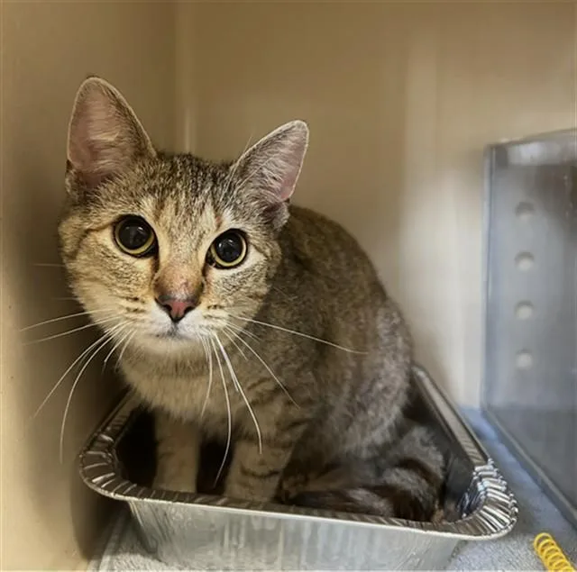 A young medium-sized female Domestic Short Hair cat named Ronda Rousey for adoption in Lincolnton, NC
