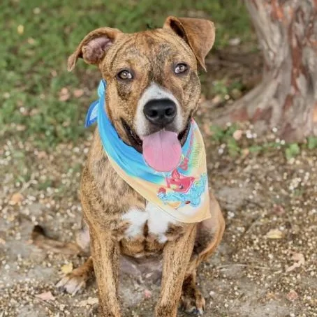 A young medium-sized male Bicolor Mixed Breed dog named Toodles for adoption in Elgin, TX