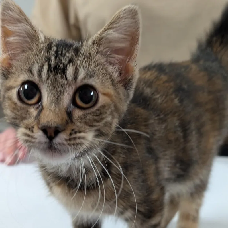A baby small-sized female Brown / Chocolate Domestic Short Hair cat named Kiki for adoption in Canton, IL