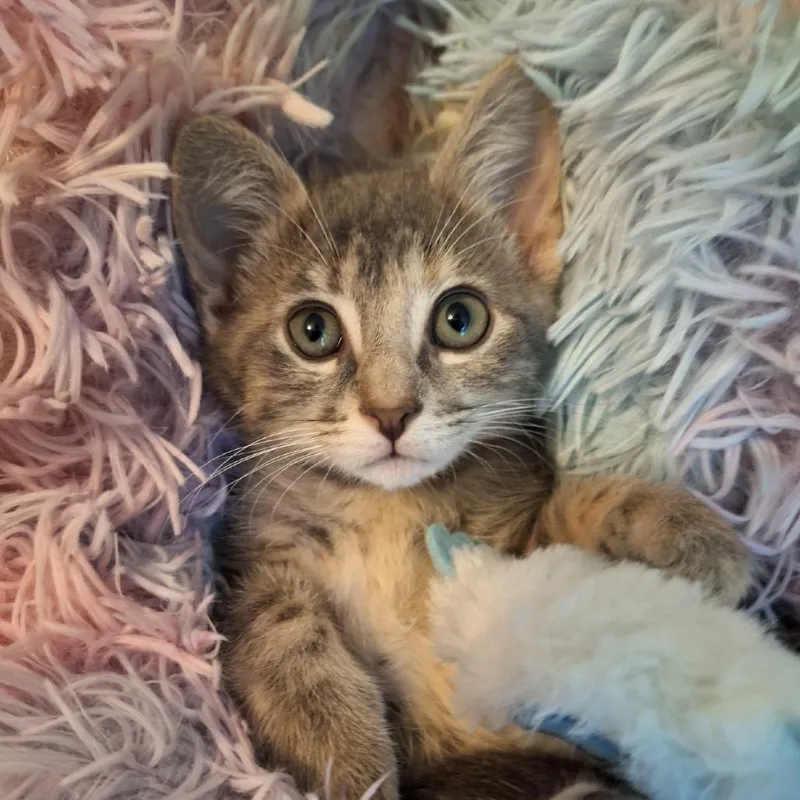 A baby small-sized female Gray / Blue / Silver Domestic Short Hair cat named Rizzoli for adoption in Chattanooga, TN
