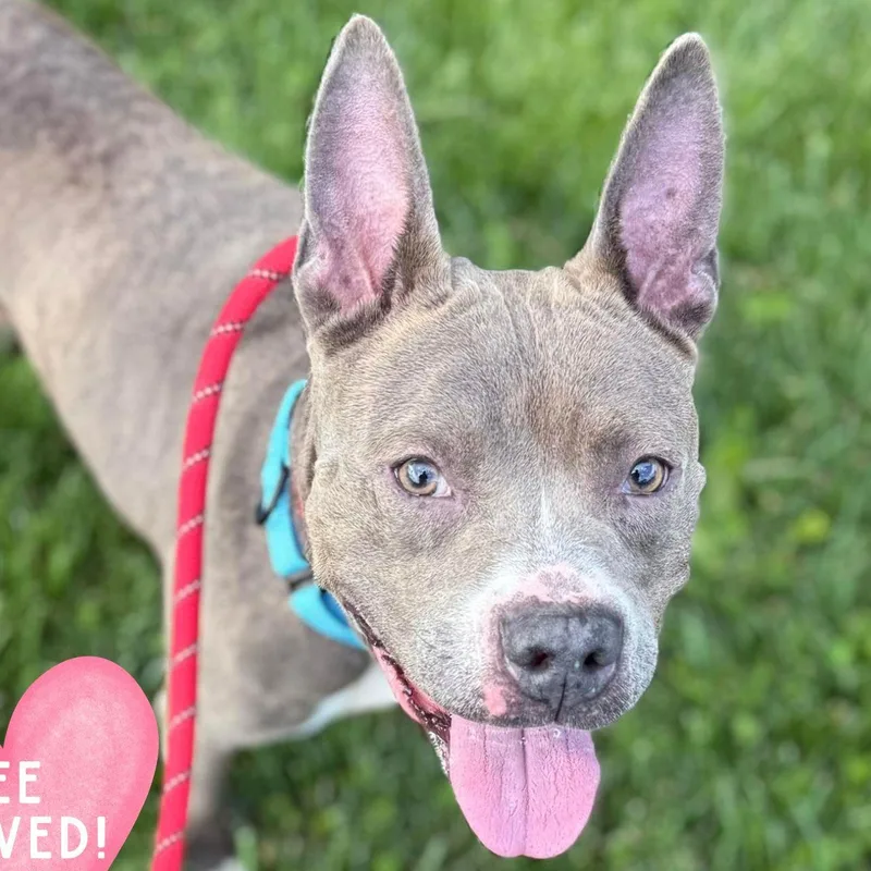 An adult medium-sized female Pit Bull Terrier dog named Glory for adoption in Baldwin, MD
