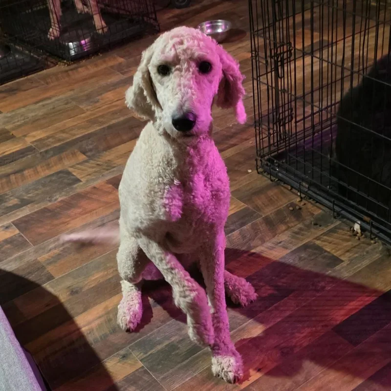 A young medium-sized female White / Cream Poodle dog named Sunny for adoption in Goltry, OK