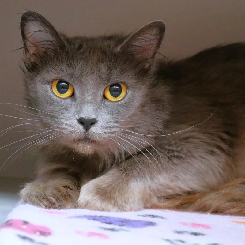 An adult large-sized female Gray / Blue / Silver Domestic Medium Hair cat named Gracie for adoption in Sarasota, FL