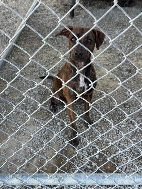 A young small-sized female Brindle Mixed Breed dog named Clarice for adoption in Georgetown, OH