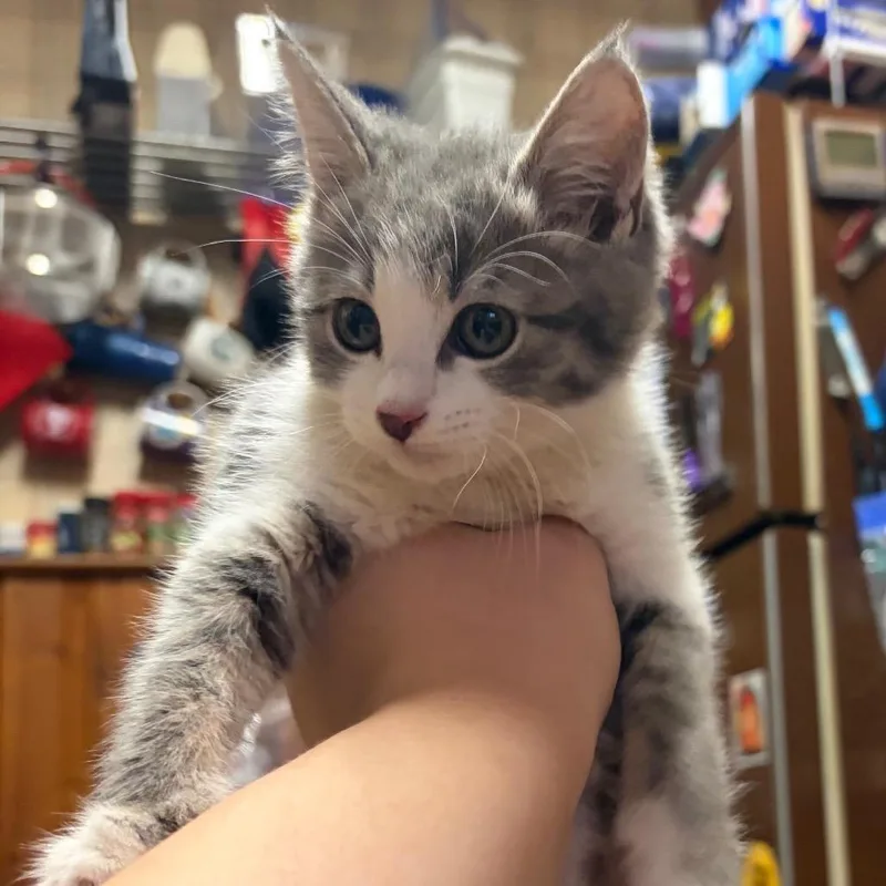 A baby small-sized female Gray / Blue / Silver Domestic Medium Hair cat named Kyra McEntire for adoption in Dearborn, MI