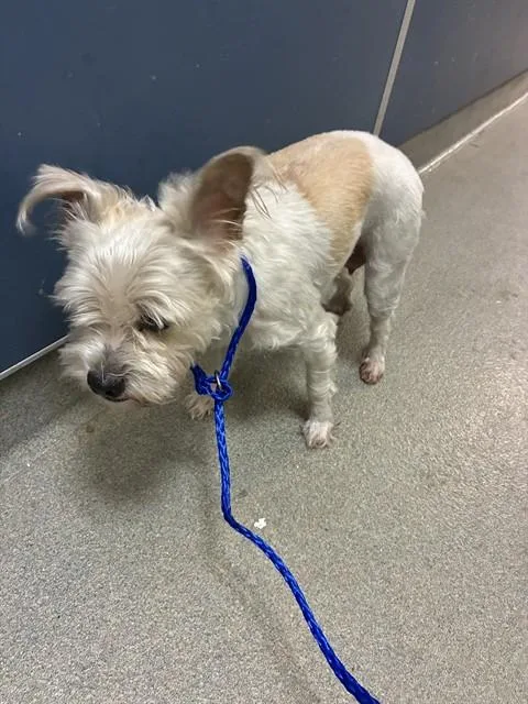 An adult small-sized female Maltese dog named Sofi for adoption in Miami, FL