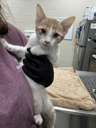 A baby small-sized male Domestic Short Hair cat named Mozzarella for adoption in Fishers, IN