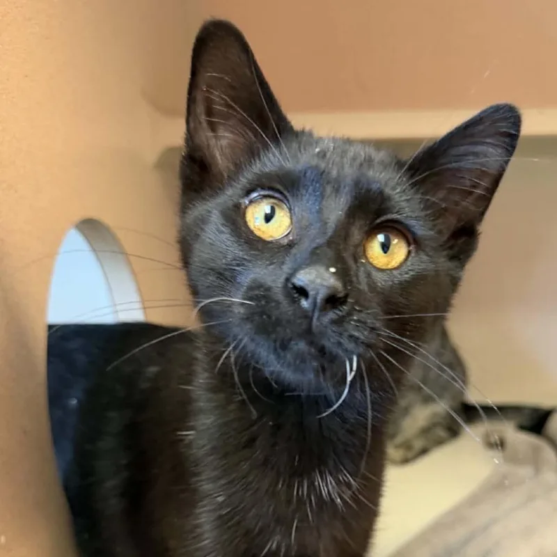 A baby medium-sized male Domestic Short Hair cat named Beeker for adoption in Escanaba, MI