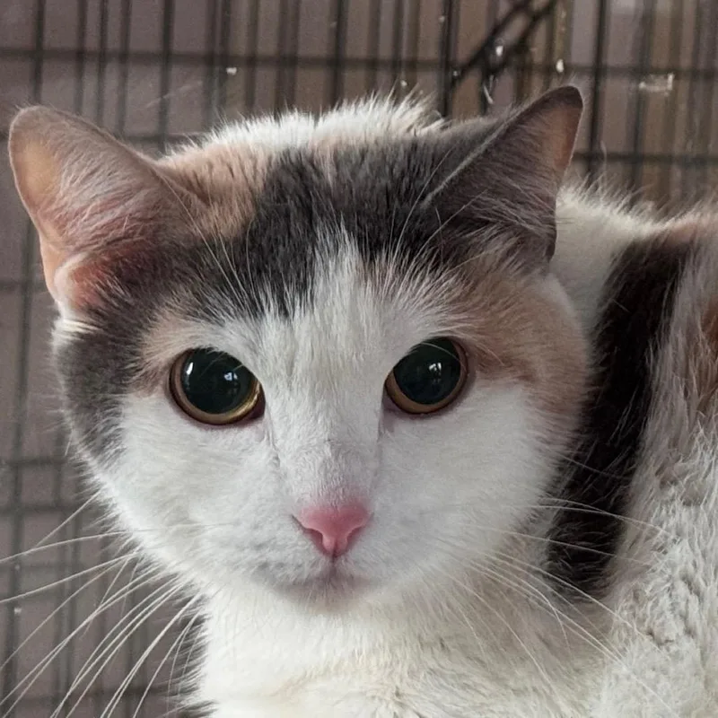 An adult large-sized female Calico Domestic Short Hair cat named Sparkles for adoption in Salisbury, MA