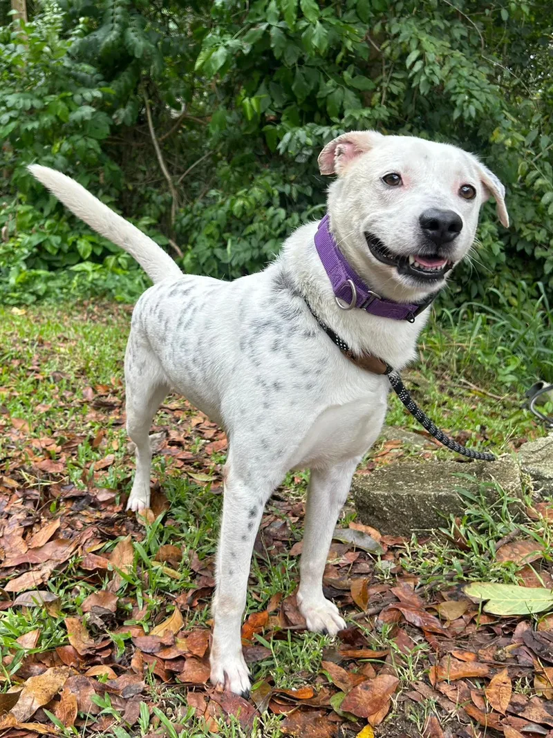 Bratty Balboa thumbnail 3