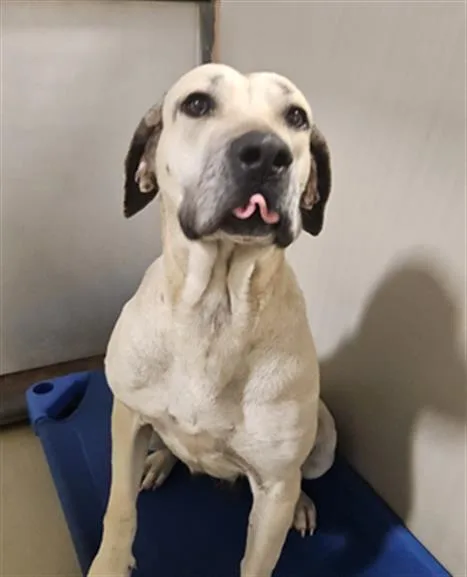 Queen  Urgent! Longtime