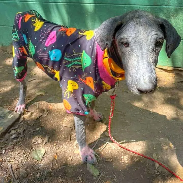 An adult medium-sized female Hound dog named Lilibet for adoption in Austin, TX