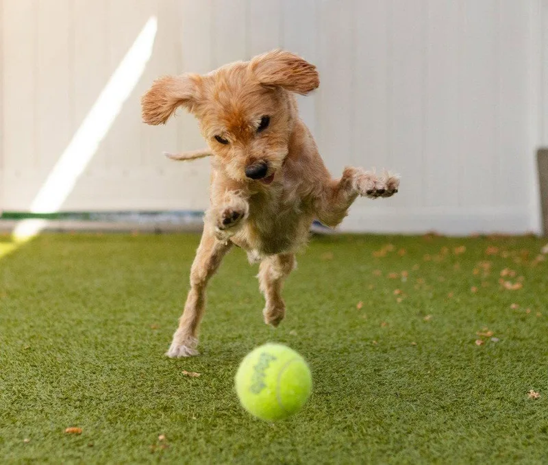 An adult small-sized male Glen of Imaal Terrier dog named Casey for adoption in Bloomfield, CT