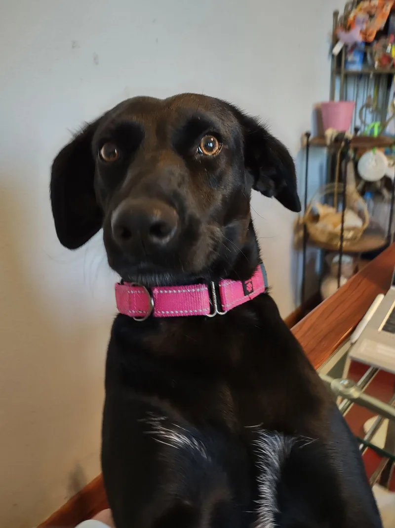 Coya In Ohio thumbnail 3