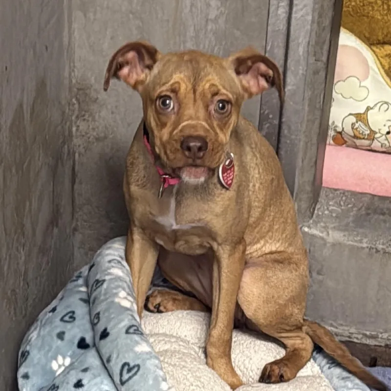 A baby medium-sized female Brown / Chocolate Pit Bull Terrier dog named Scout for adoption in Mission Hills, CA
