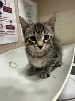 A young medium-sized male Tabby (Brown / Chocolate) Domestic Short Hair cat named Zeta for adoption in Manitowoc, WI