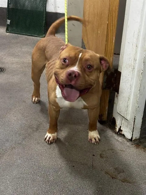 An adult medium-sized male Pit Bull Terrier dog named Hayes for adoption in Upper Marlboro, MD