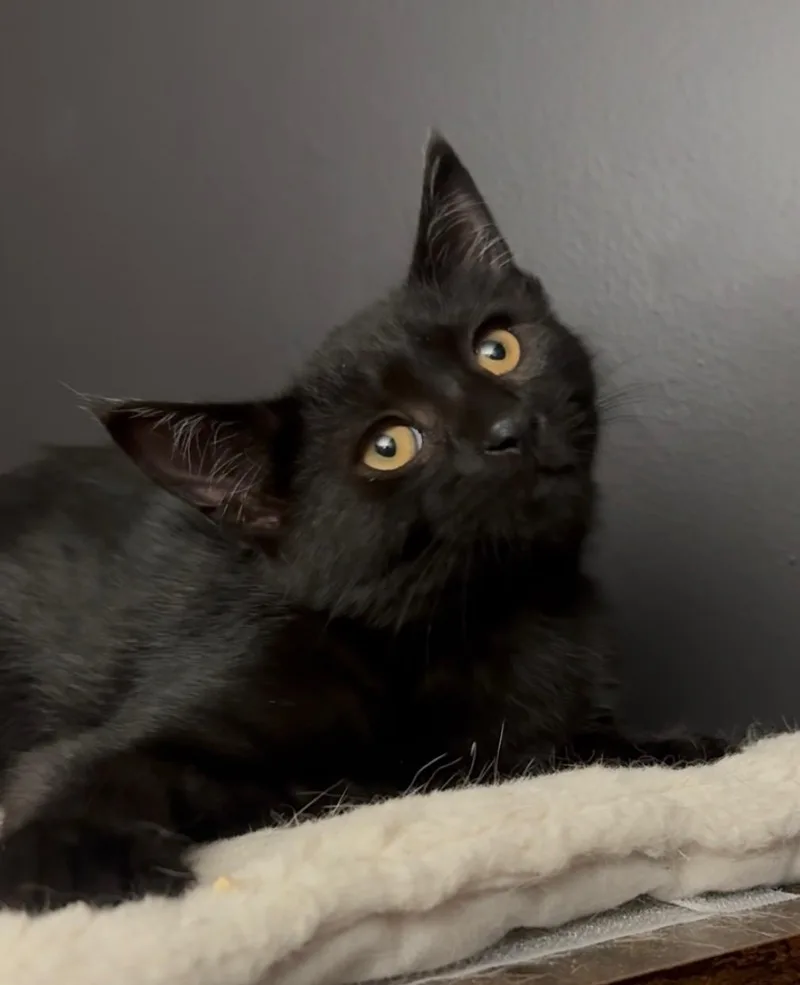 A baby medium-sized male Black Domestic Short Hair cat named Skittles for adoption in Hamilton, NJ