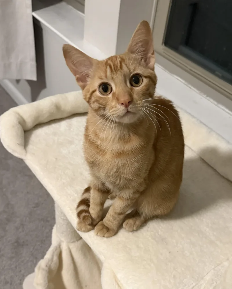 A young medium-sized male Tabby cat named Fisk for adoption in Mount Pleasant, SC
