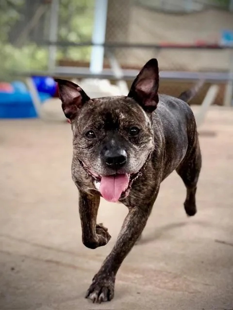 An adult medium-sized male Pit Bull Terrier dog named Gus for adoption in Charlotte, NC