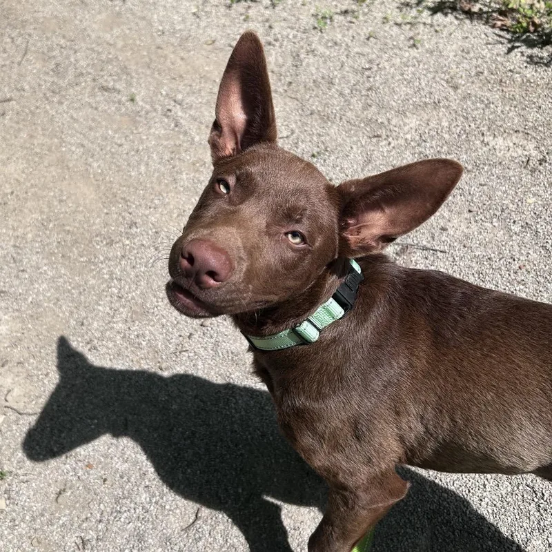 A baby medium-sized male Brown / Chocolate Chocolate Labrador Retriever dog named Zion for adoption in Novelty, OH