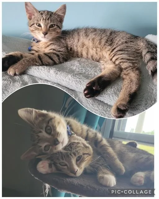 A baby small-sized male Domestic Short Hair cat named Levi for adoption in Westminster, MD