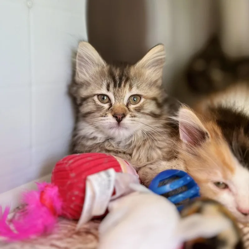 A baby small-sized female Black Domestic Medium Hair cat named Peanut for adoption in Nashville, IN