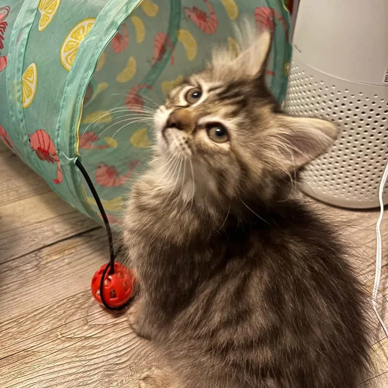Peanut thumbnail 3
