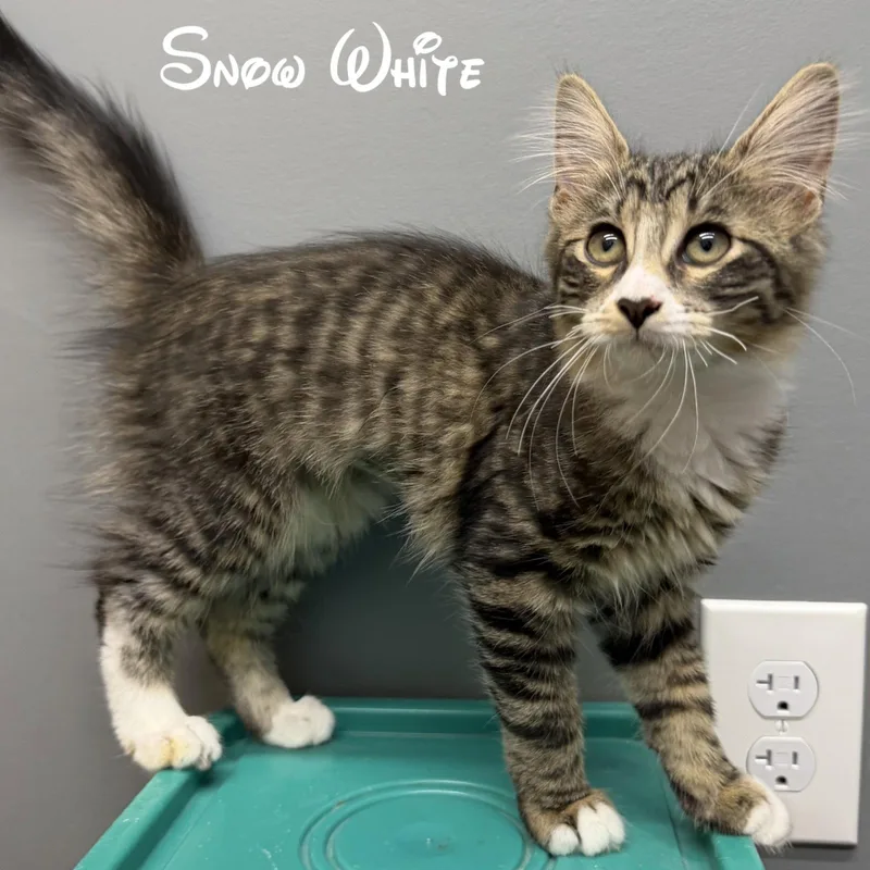 A baby medium-sized female Brown / Chocolate Domestic Medium Hair cat named Snow White for adoption in Rochester, NY