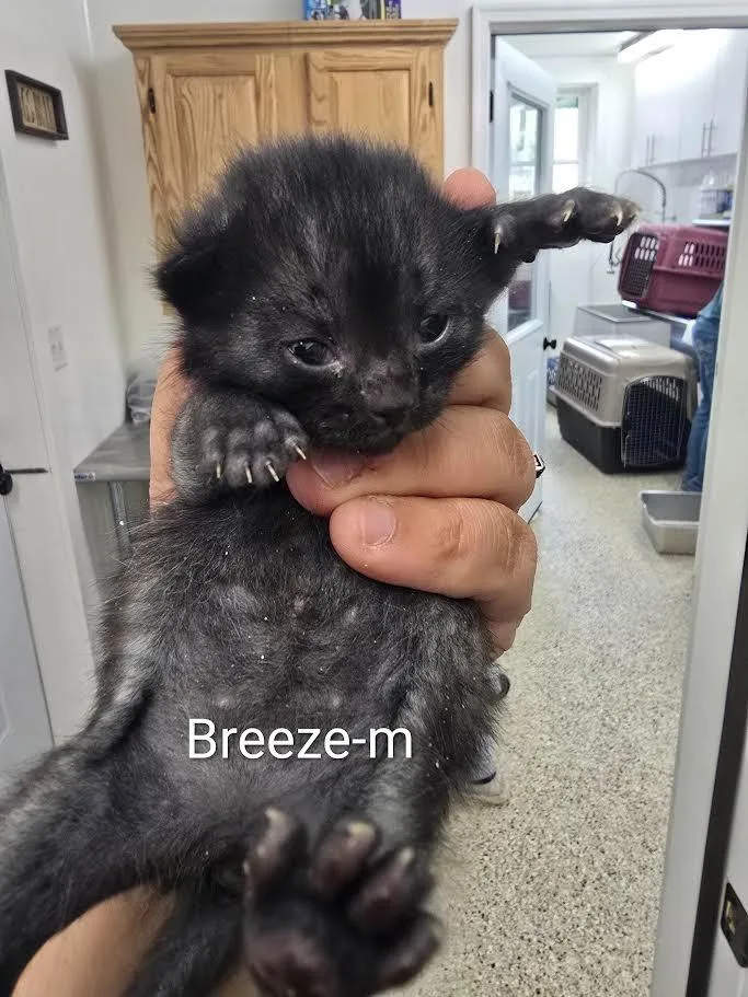 A baby small-sized male Domestic Short Hair cat named Breeze for adoption in Glenfield, NY