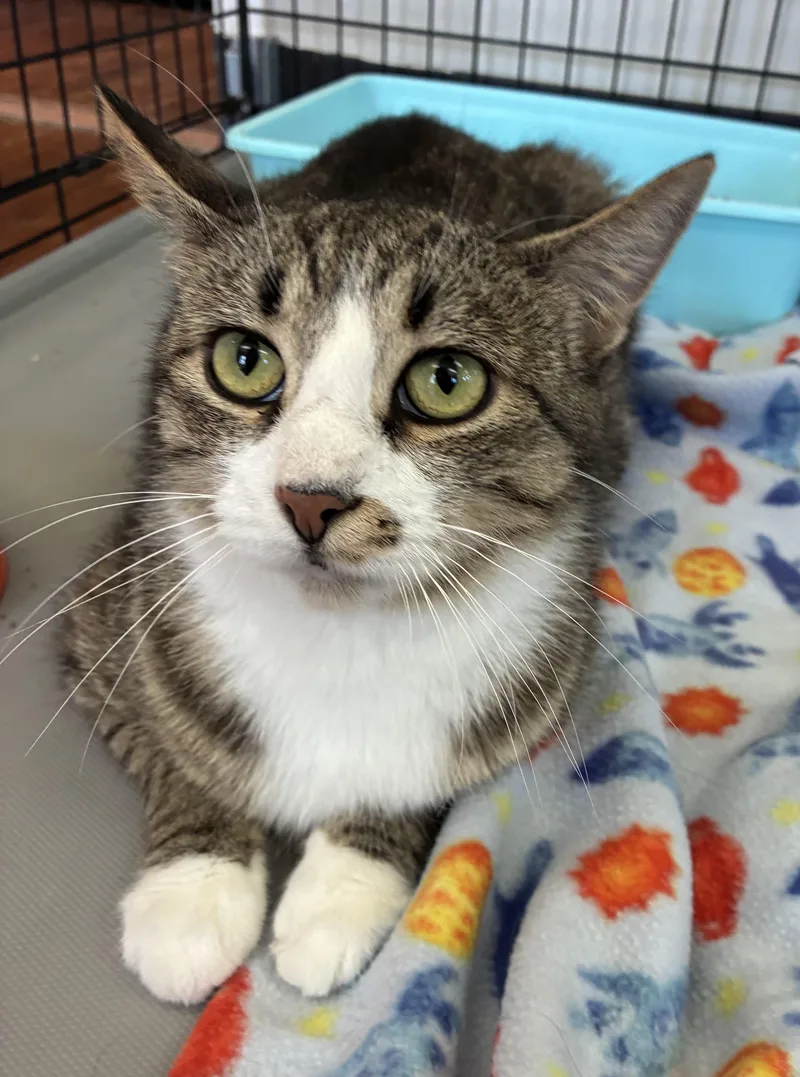 An adult medium-sized female Tabby (Tiger Striped) Domestic Short Hair cat named Celine for adoption in Breinigsville, PA