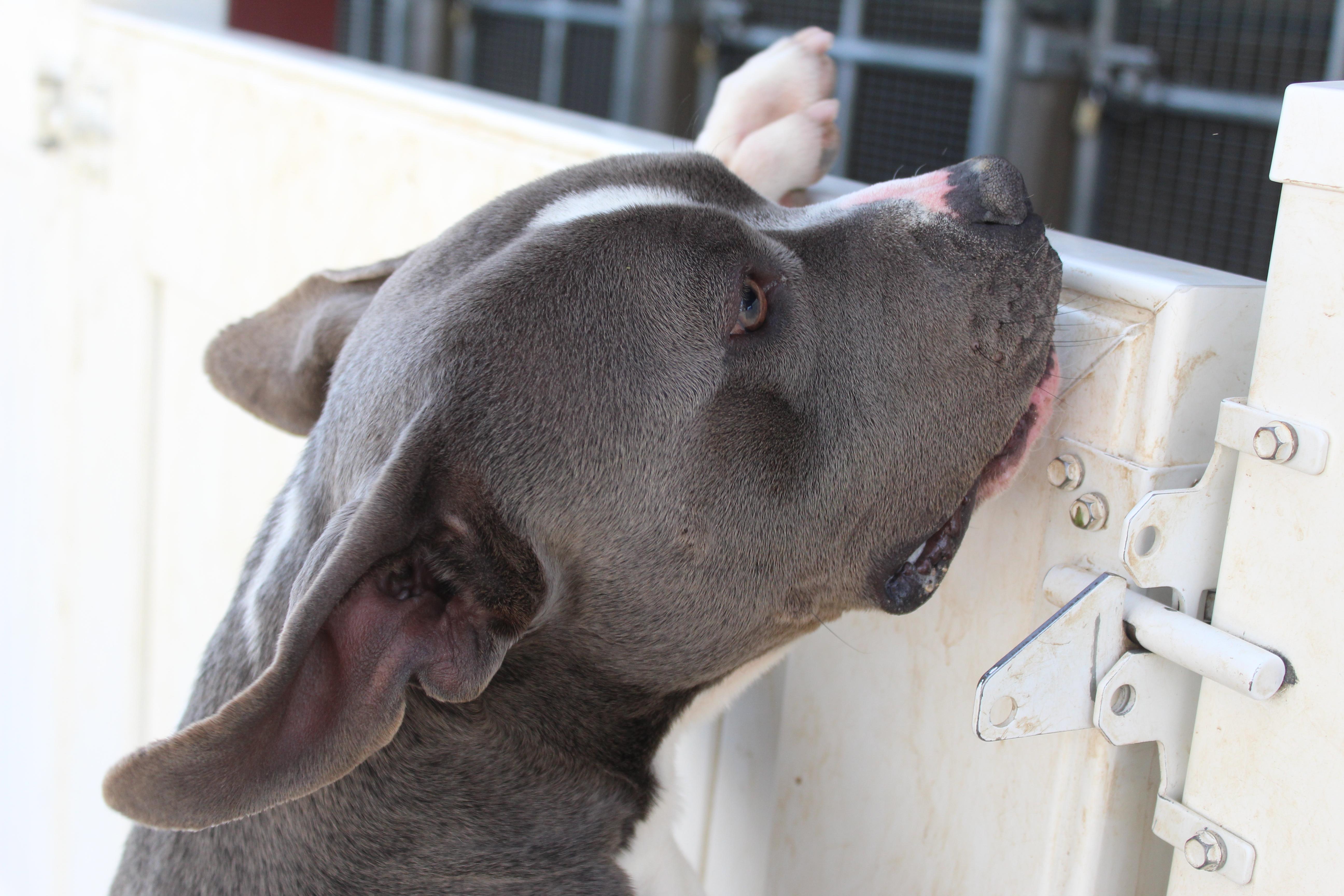 An adult large-sized male Gray / Blue / Silver Pit Bull Terrier dog named Boone for adoption in Yucca Valley, CA