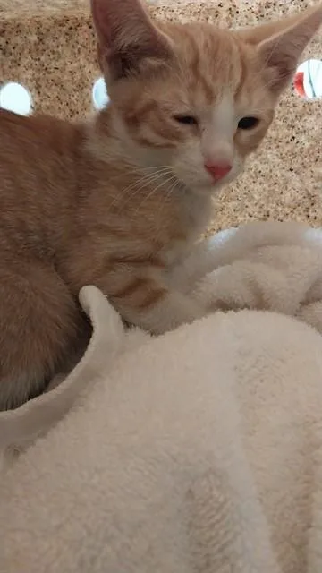 A baby medium-sized male Domestic Short Hair cat named Jensen for adoption in Baldwin Park, CA
