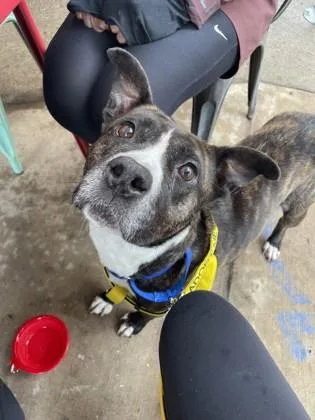 An adult medium-sized female Mixed Breed dog named Amelia for adoption in Atlanta, GA